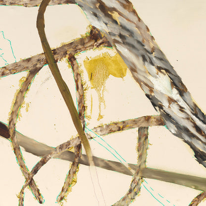 Helen Tóth | Tatranské safari