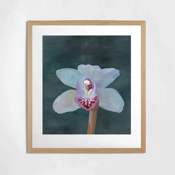 Petr Nikl | Orchidej XIII